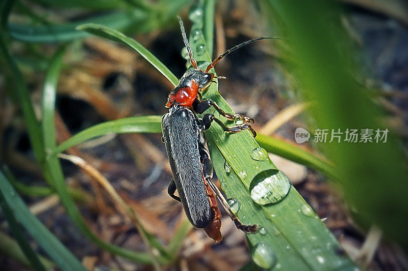 Cantharis rustica士兵甲虫昆虫